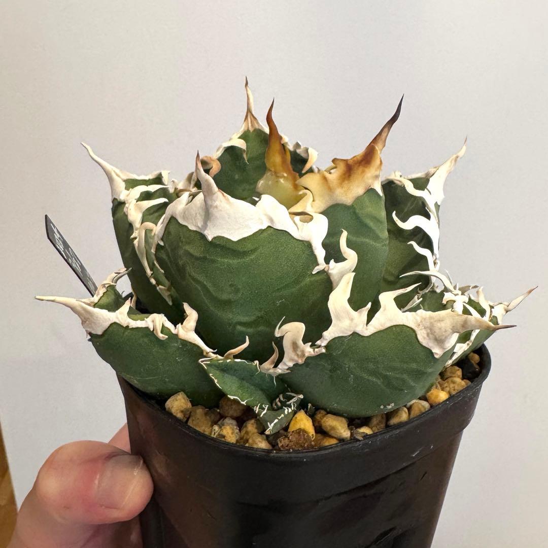 土日限定値下げ 子株 アガベ 島村園芸産 イタメリ 検）悪魔くん バケモノ 悪魔