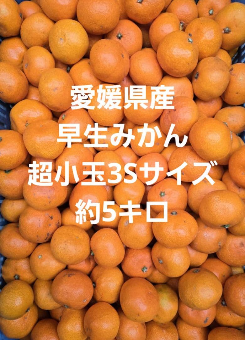 愛媛県産早生みかん超小玉3Sサイズ