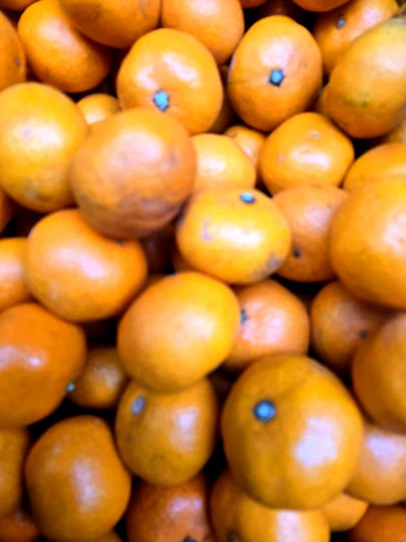 愛媛県産早生みかん超小玉3Sサイズ