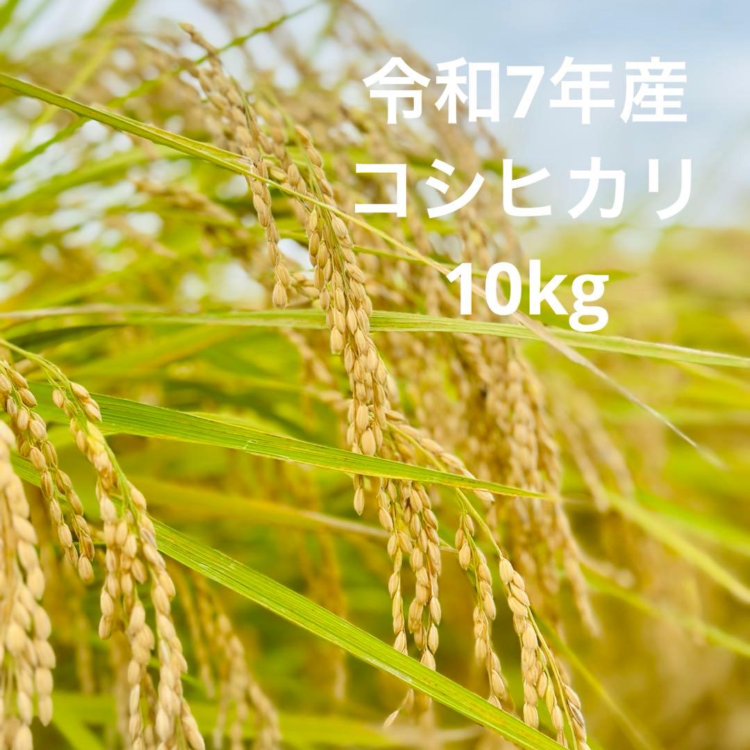 【農家直送】令和7年産 栃木県産コシヒカリ 精米10kg(10キロ)白米