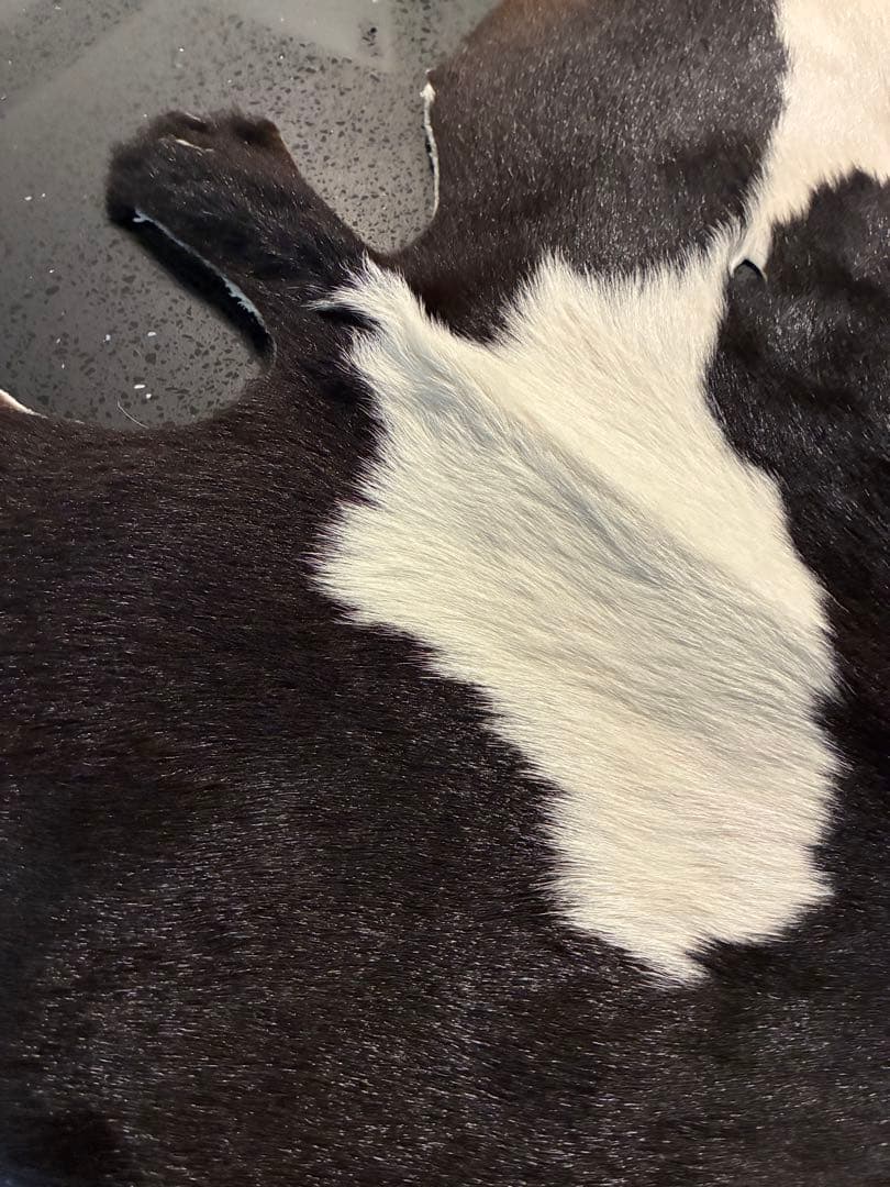 牛革 ラグ ハラコ