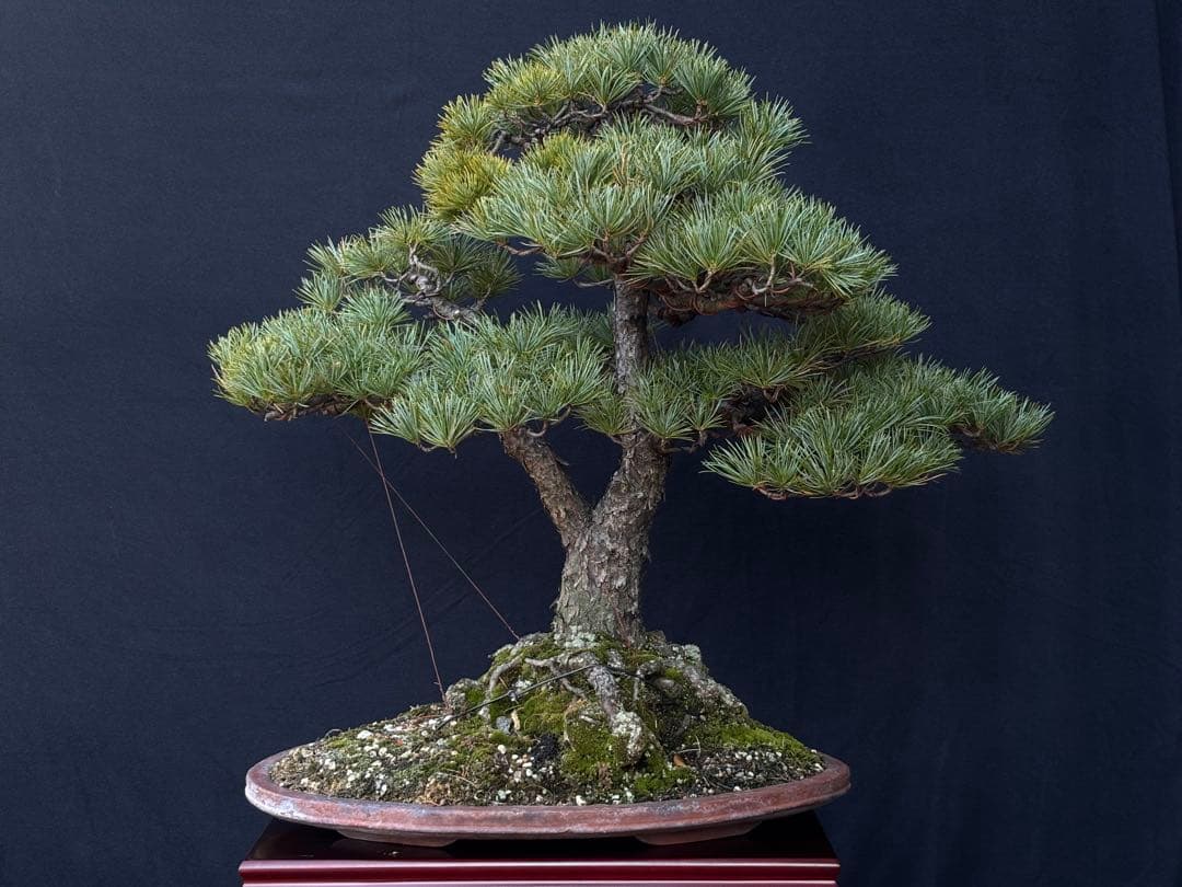 五葉松　盆栽　古木