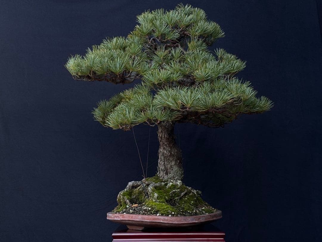五葉松　盆栽　古木