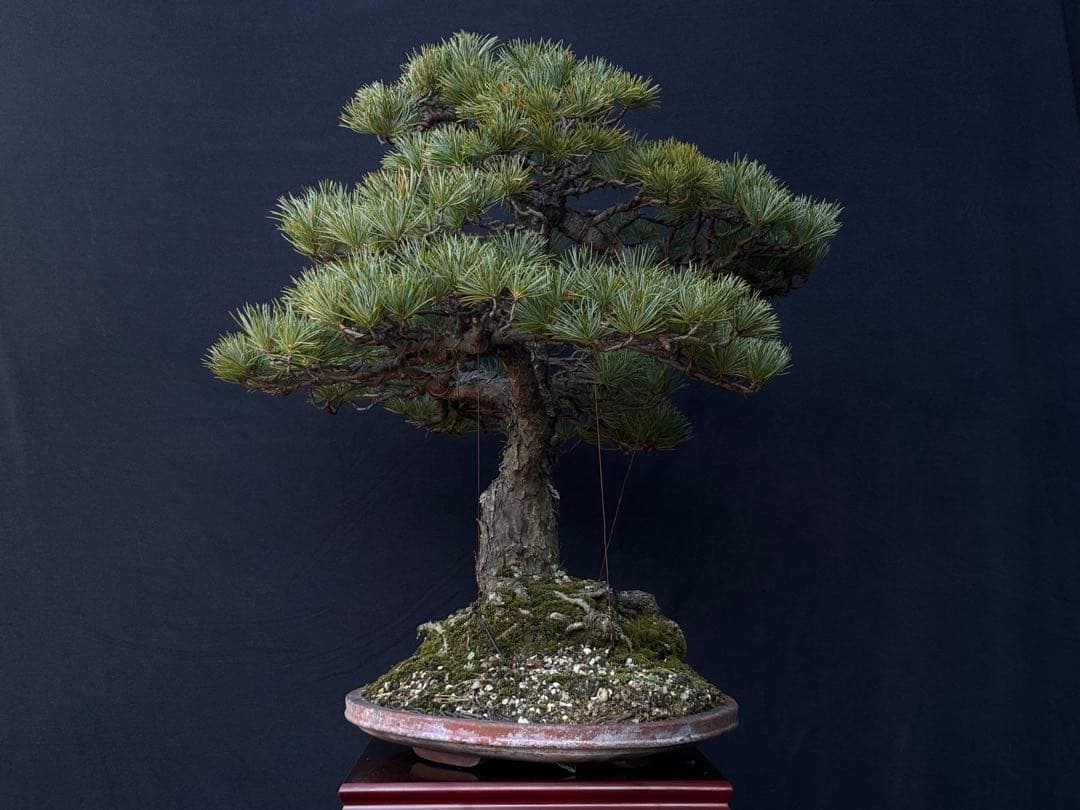 五葉松　盆栽　古木