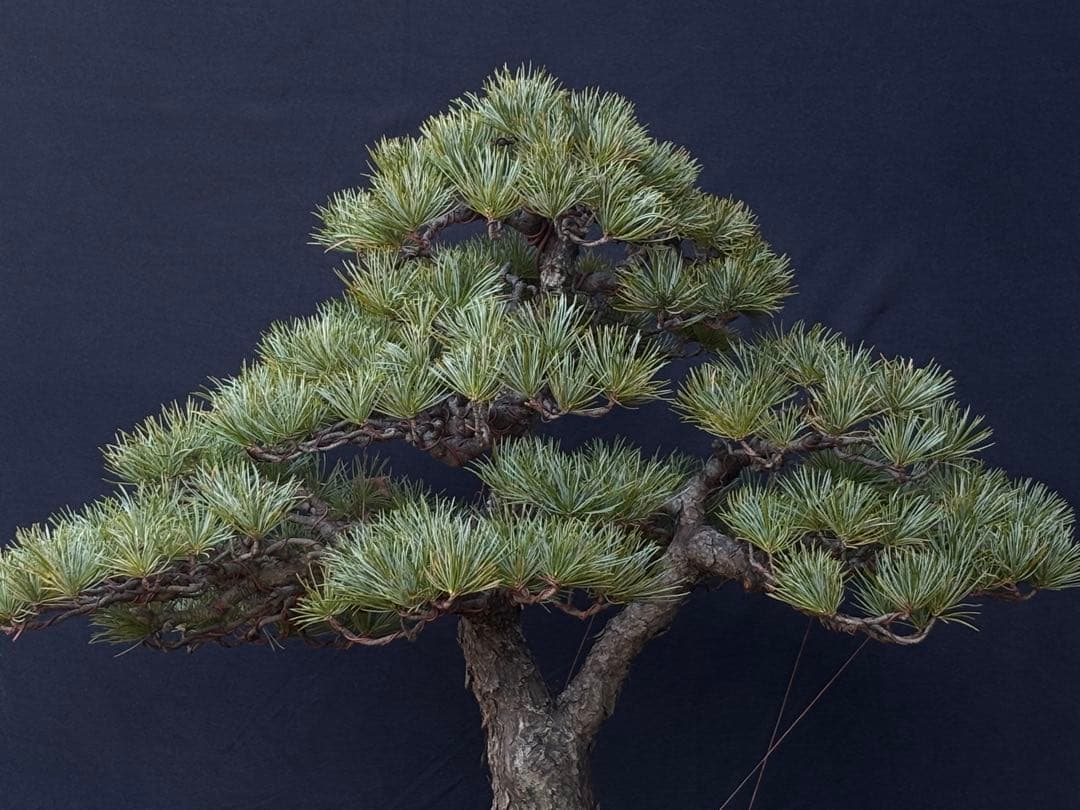 五葉松　盆栽　古木