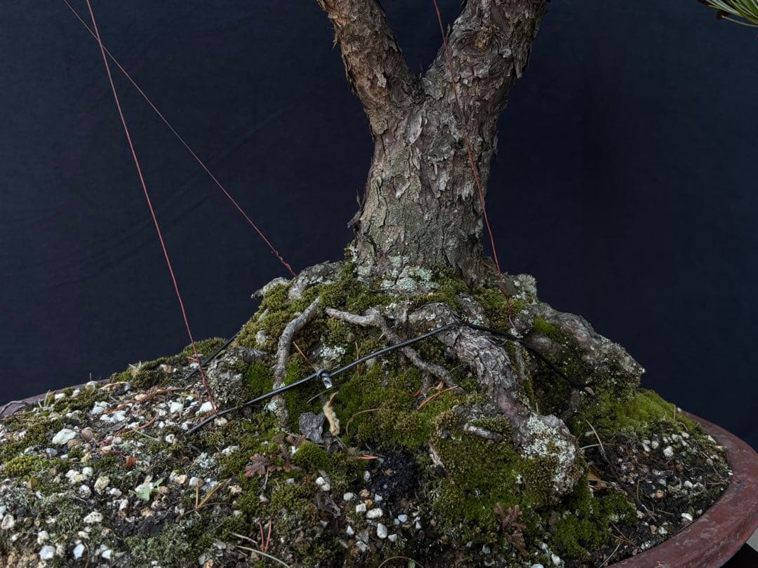 五葉松　盆栽　古木