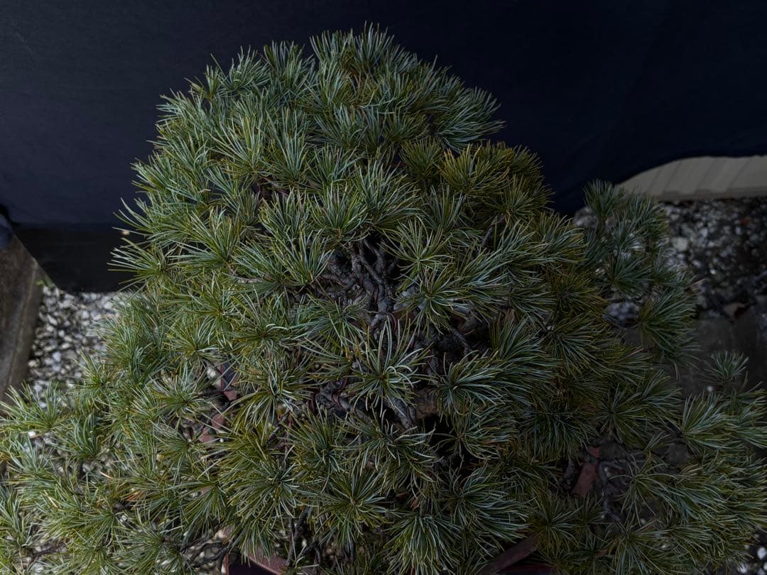 五葉松　盆栽　古木