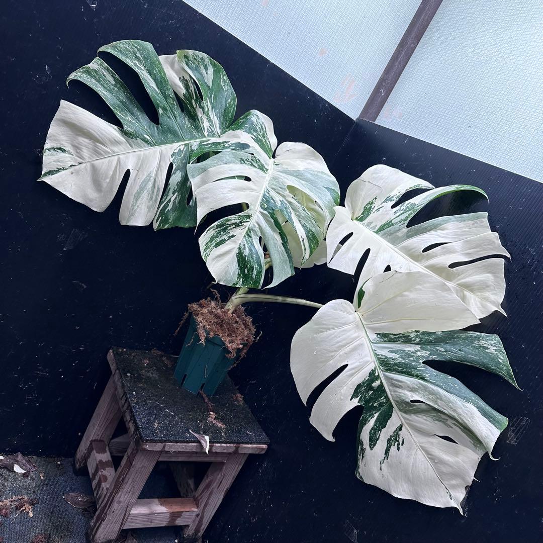 ひ*読様 斑入りモンステラ ホワイトタイガー極美大株cm白斑多