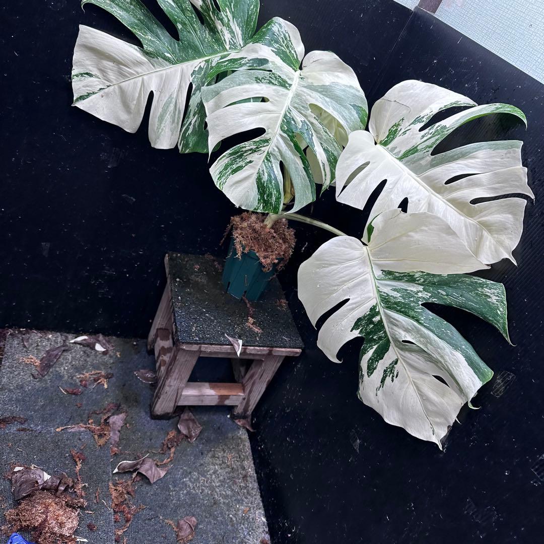 ひ*読様 斑入りモンステラ ホワイトタイガー極美大株cm白斑多