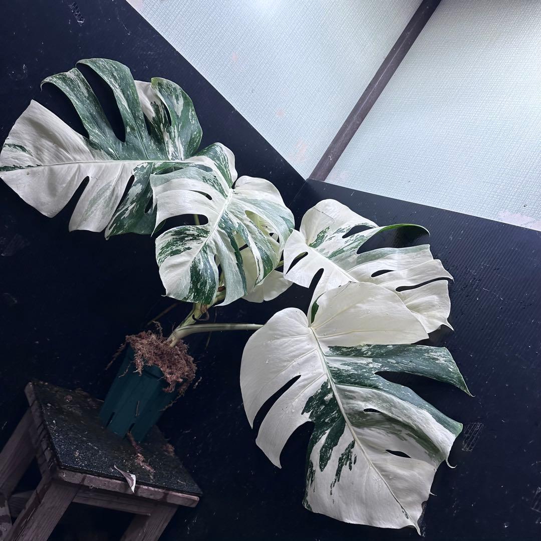 ひ*読様 斑入りモンステラ ホワイトタイガー極美大株cm白斑多