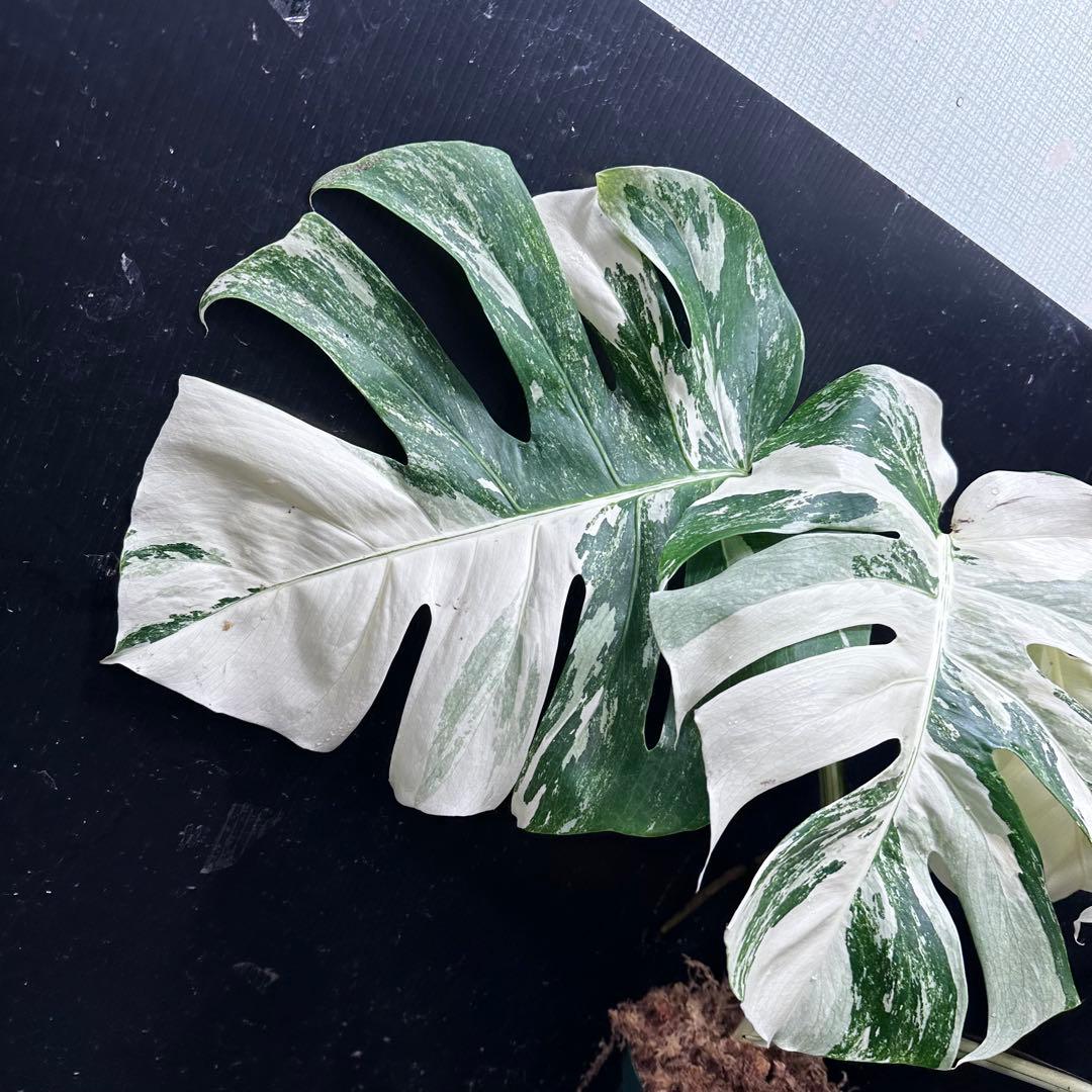 ひ*読様 斑入りモンステラ ホワイトタイガー極美大株cm白斑多