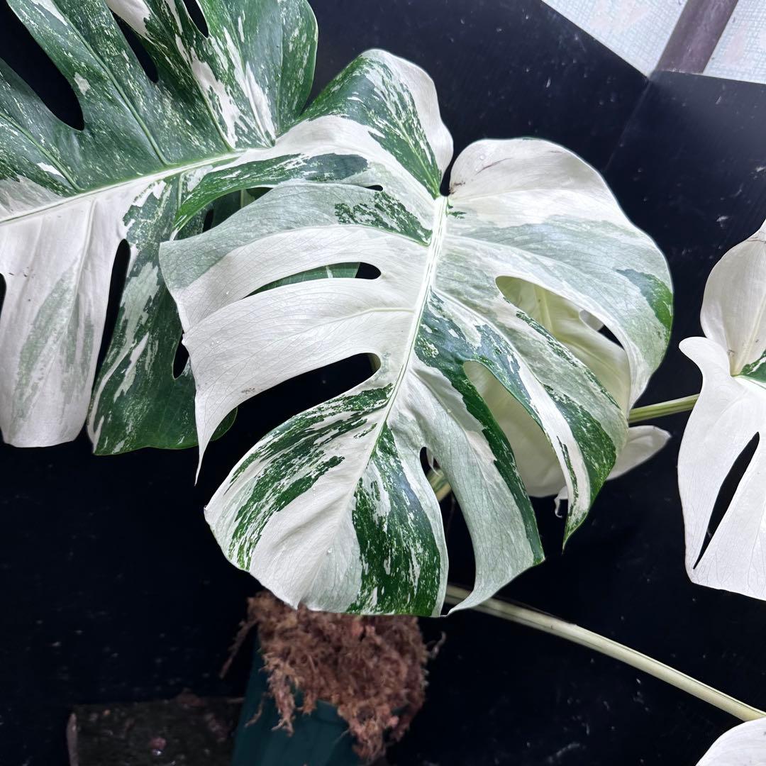 ひ*読様 斑入りモンステラ ホワイトタイガー極美大株cm白斑多