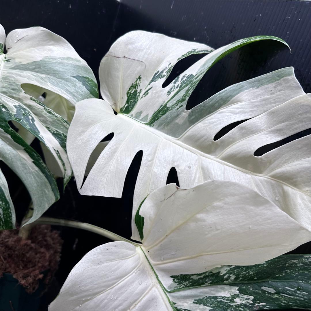 ひ*読様 斑入りモンステラ ホワイトタイガー極美大株cm白斑多