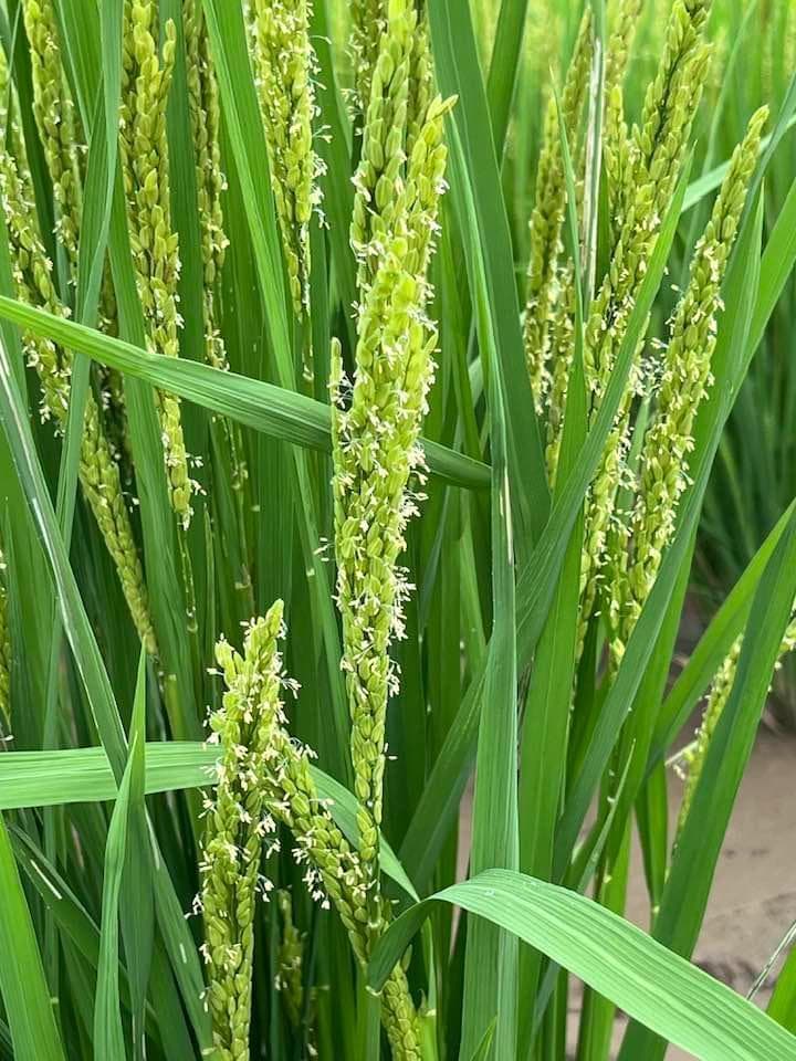 【年始セール】【令和７年産】自然栽培「ミズホチカラ」米粉　１ｋｇ　X　１０袋