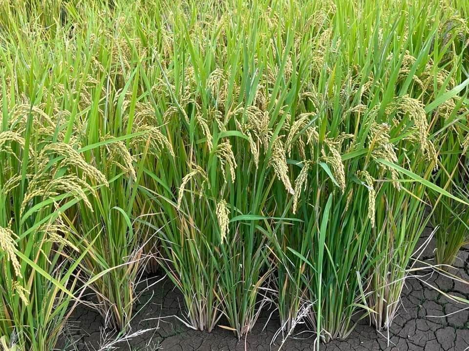 【年始セール】【令和７年産】自然栽培「ミズホチカラ」米粉　１ｋｇ　X　１０袋