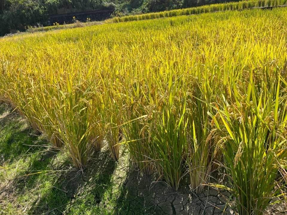 【年始セール】【令和７年産】自然栽培「ミズホチカラ」米粉　１ｋｇ　X　１０袋