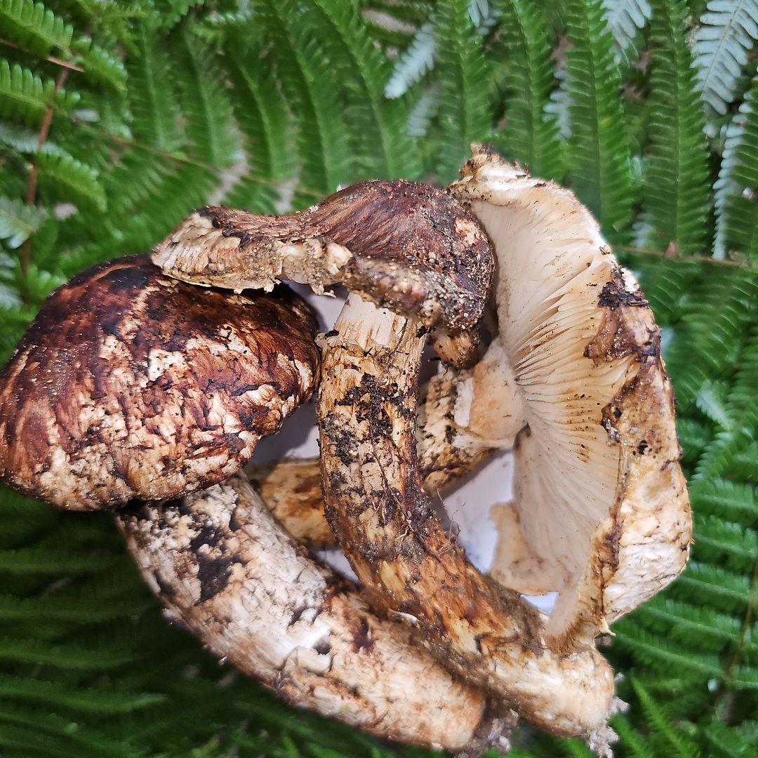 広島県産 松茸 248g