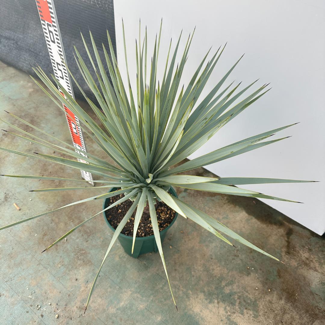 ユッカ　ロストラータ【21-403】シルバーブルー