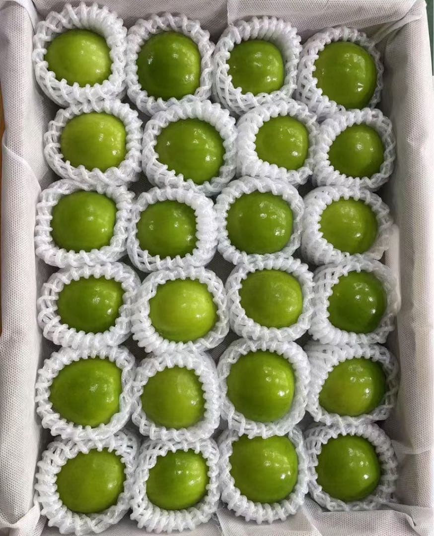 419新鮮台湾ナツメ　台湾青棗 箱込み2.5kg(１８~24玉)玉数お任せ