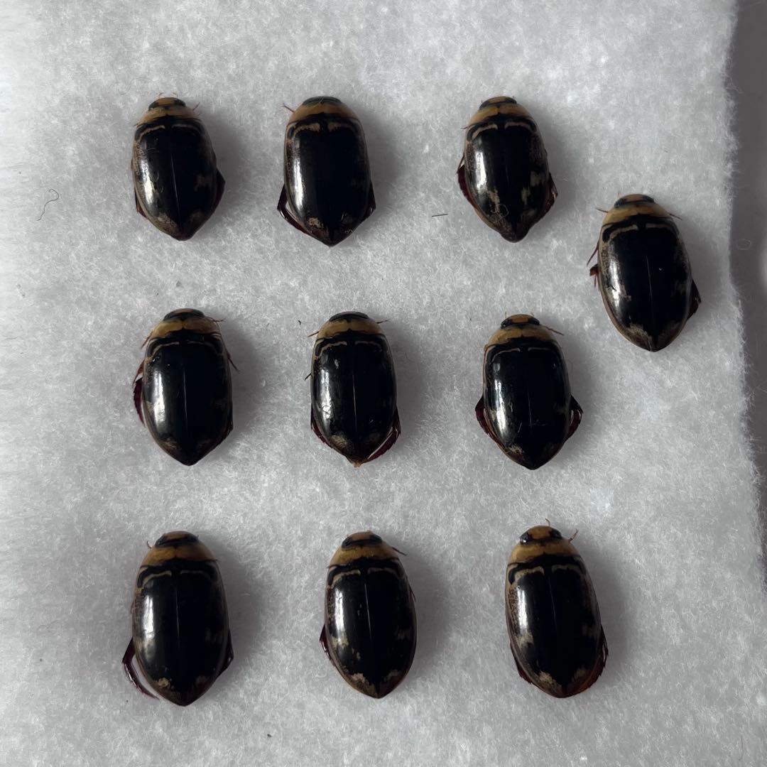 リュウキュウオオイチモンジシマゲンゴロウ　15匹（西表10、石垣5）