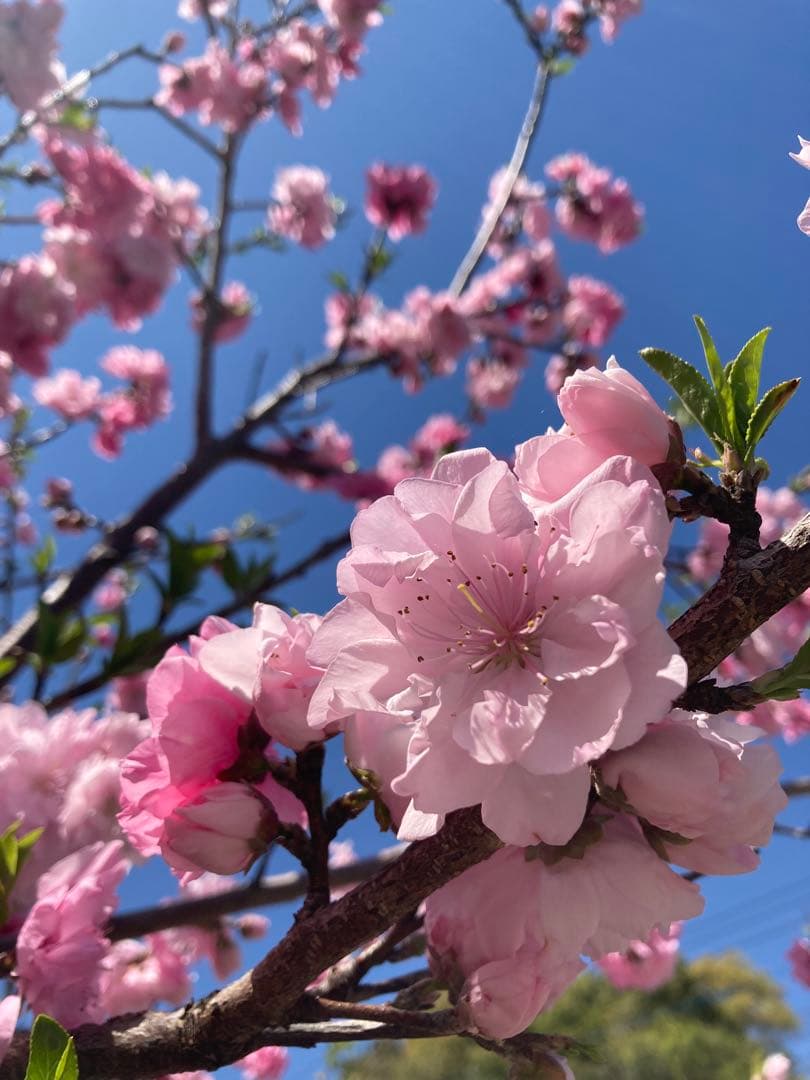 taluho　ニホンミツバチ　生ハチミツ　日本蜜蜂　1120g
