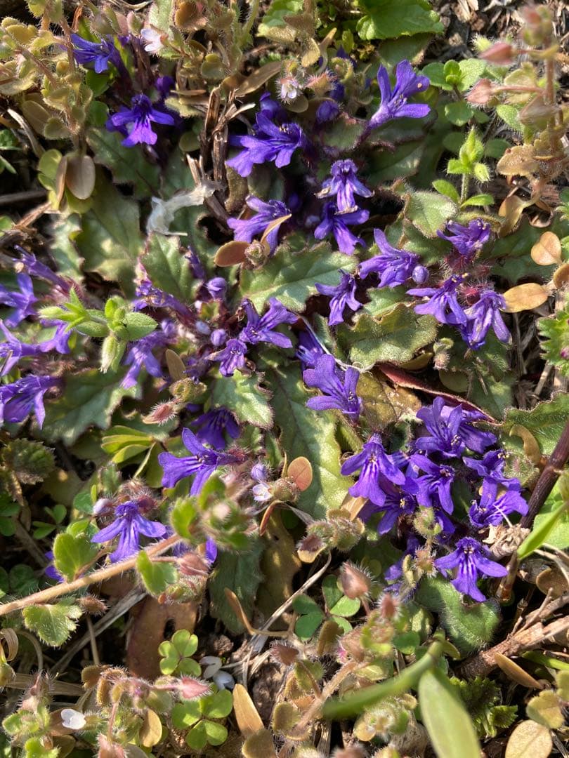 taluho　ニホンミツバチ　生ハチミツ　日本蜜蜂　1120g