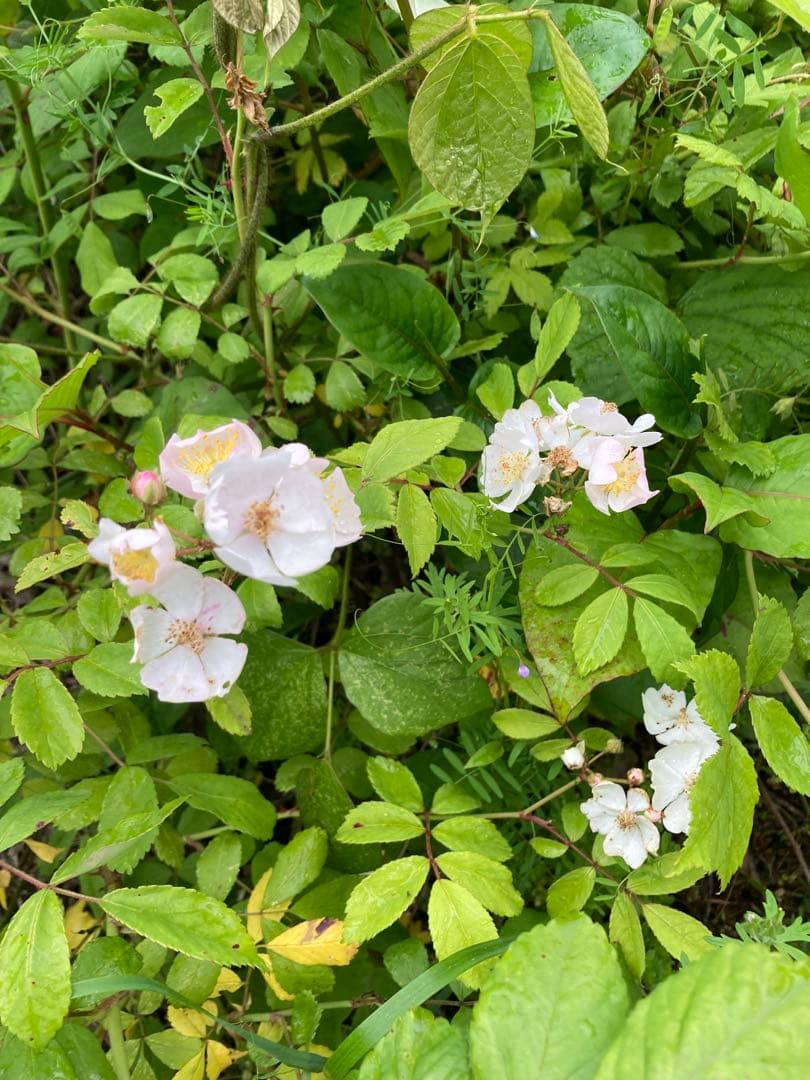 taluho　ニホンミツバチ　生ハチミツ　日本蜜蜂　1120g