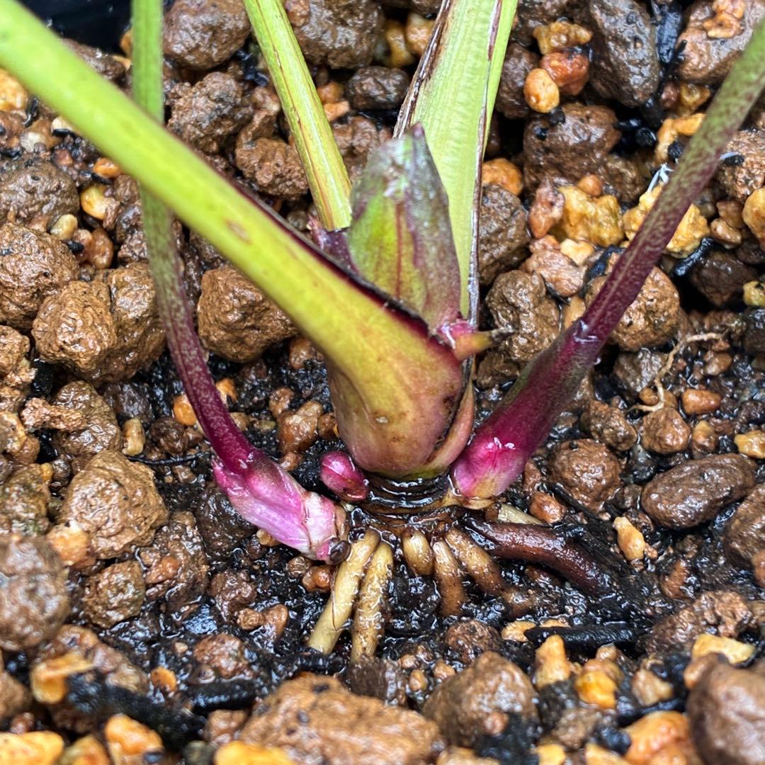 夕*え様 ❤️根パンパン❤️沢山新芽ワサワサ元気株❤️3288⭐️ふんわりパステ