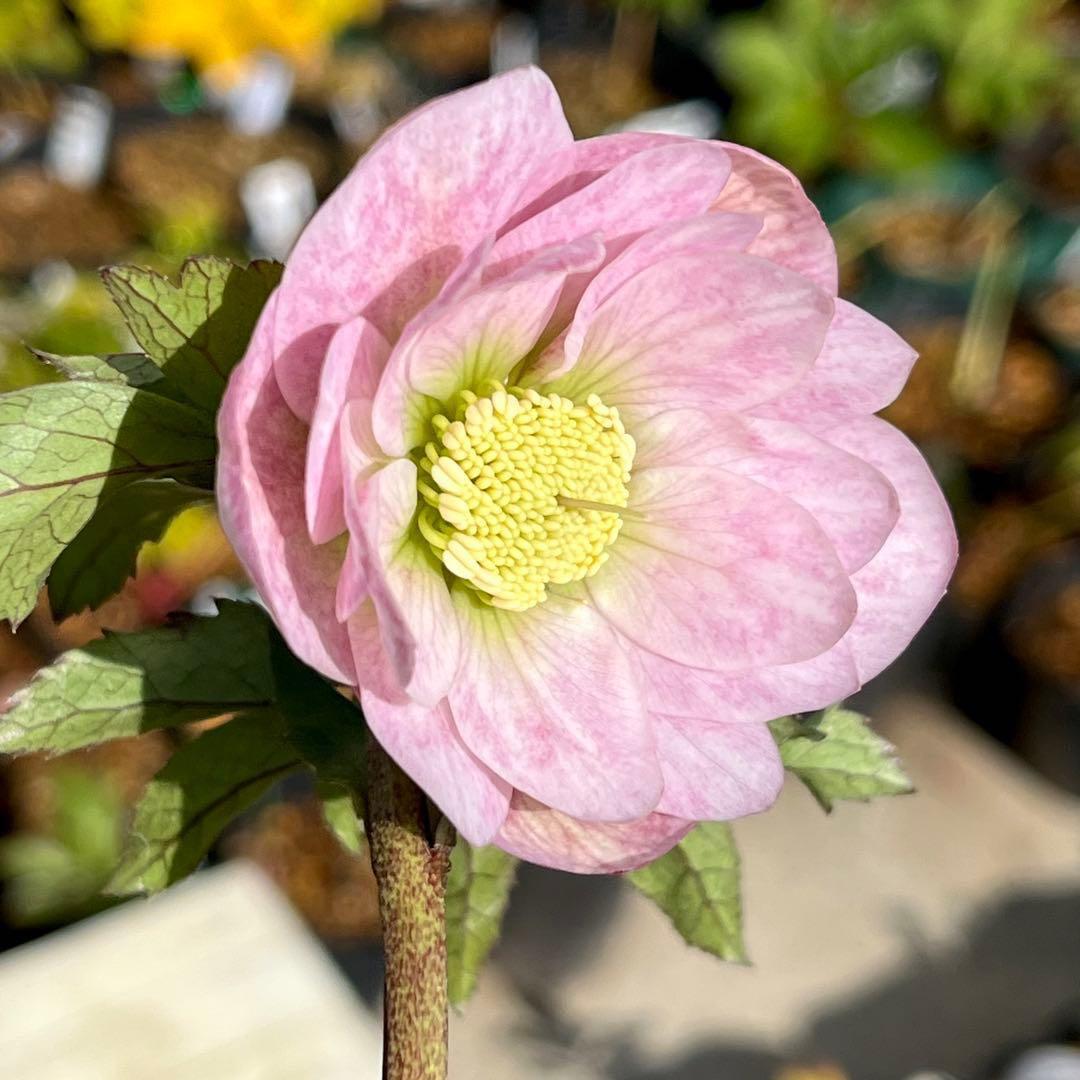 夕*え様 ❤️根パンパン❤️沢山新芽ワサワサ元気株❤️3288⭐️ふんわりパステ