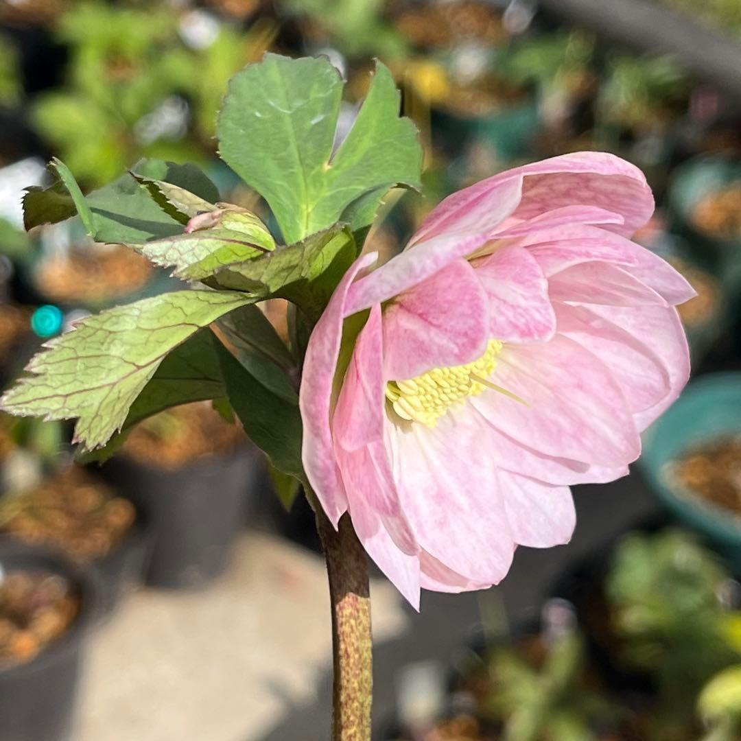 夕*え様 ❤️根パンパン❤️沢山新芽ワサワサ元気株❤️3288⭐️ふんわりパステ