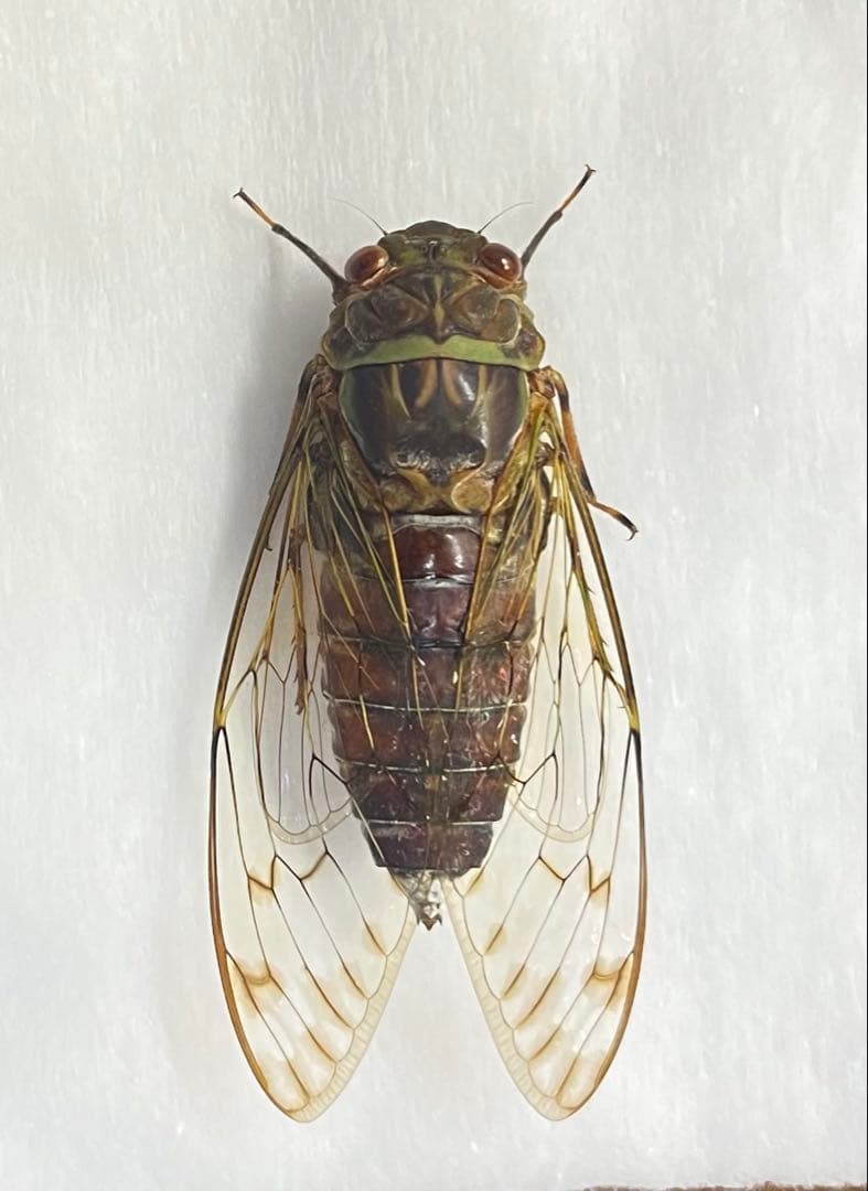 タイワンヒグラシ オス 標本