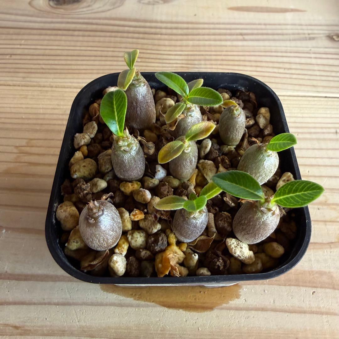 9株セット　パキポディウムウィンゾリー 国内実生株