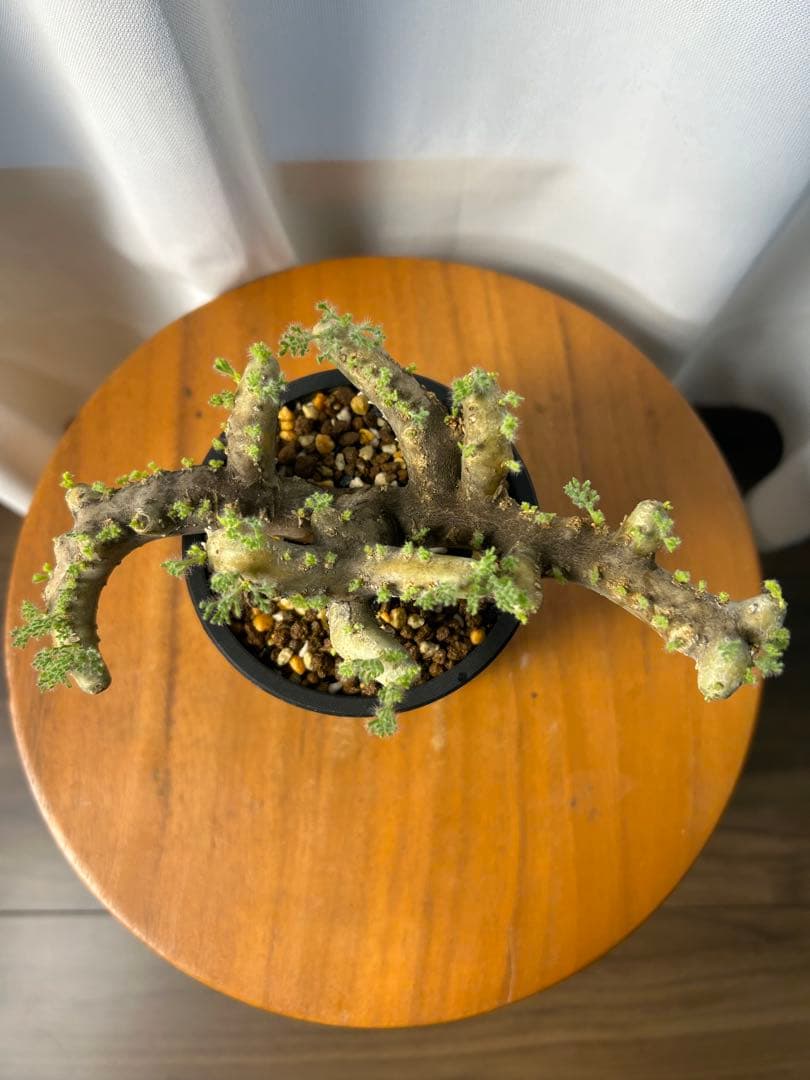 良型発根済サルコカウロン ムルチフィズム モンソニア ムルチフィダ パキプス