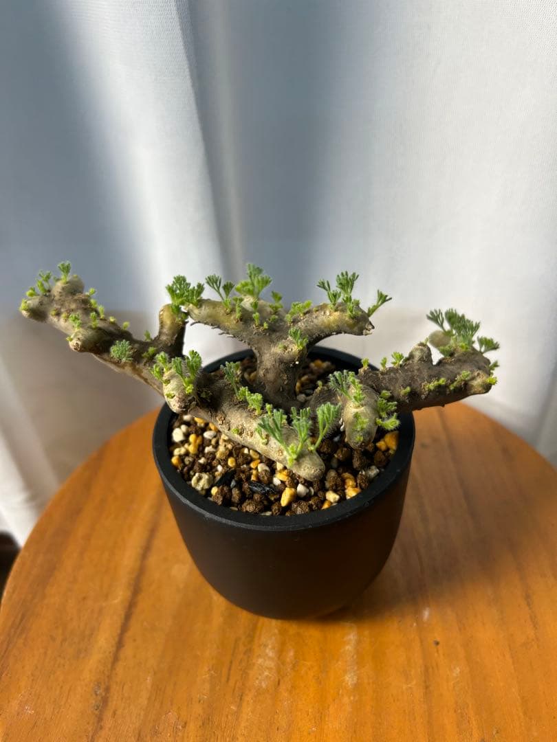 良型発根済サルコカウロン ムルチフィズム モンソニア ムルチフィダ パキプス