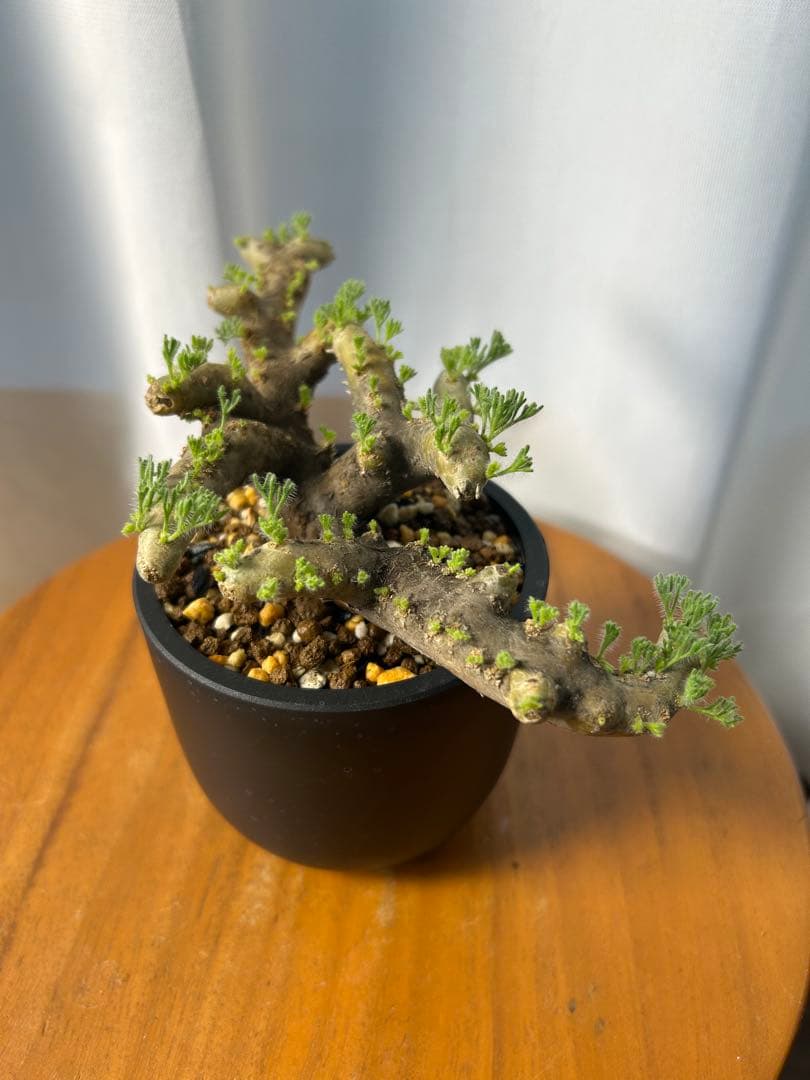 良型発根済サルコカウロン ムルチフィズム モンソニア ムルチフィダ パキプス