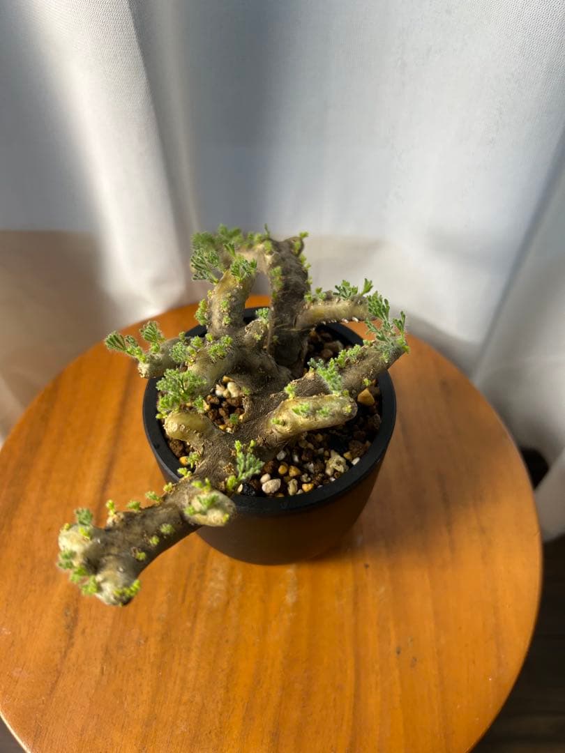 良型発根済サルコカウロン ムルチフィズム モンソニア ムルチフィダ パキプス