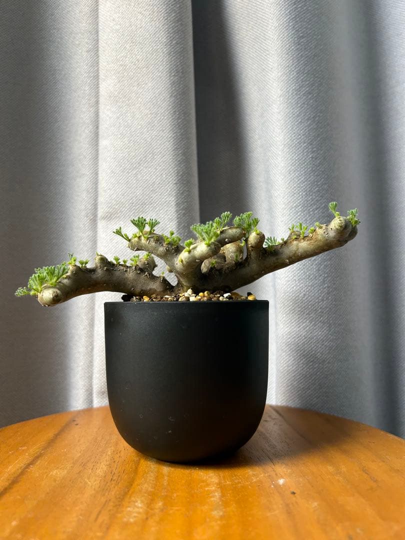 良型発根済サルコカウロン ムルチフィズム モンソニア ムルチフィダ パキプス