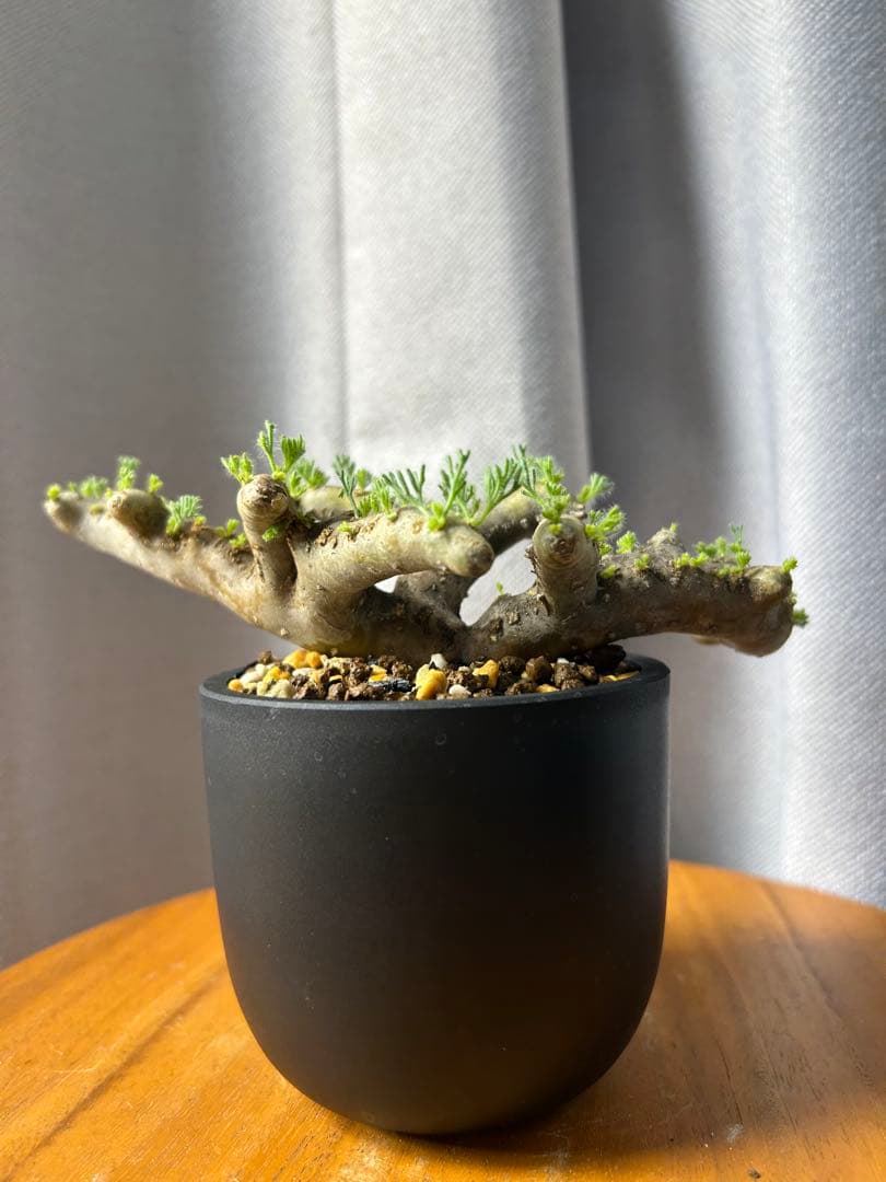 良型発根済サルコカウロン ムルチフィズム モンソニア ムルチフィダ パキプス