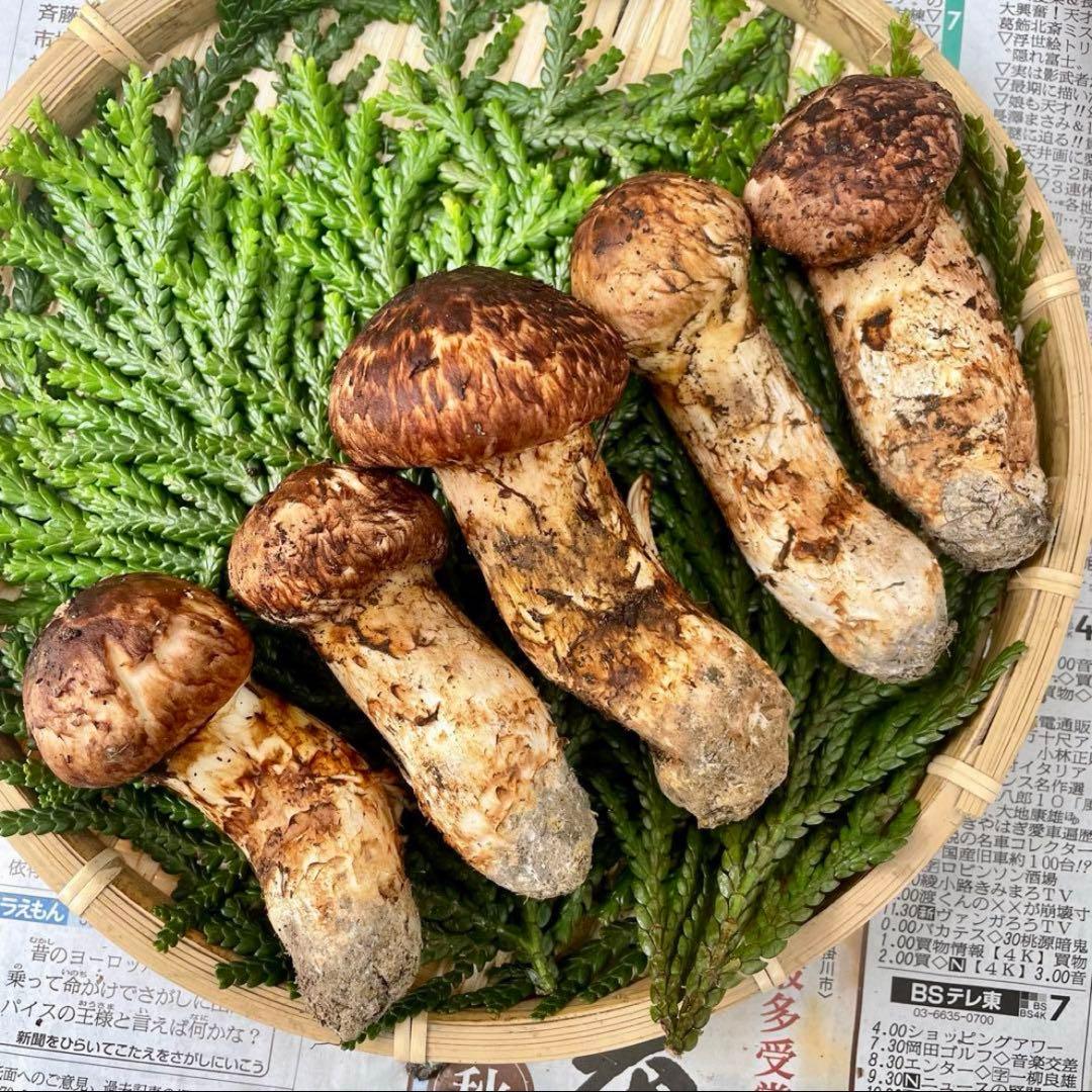 天然きのこ 松茸 国産 マツタケ まつたけ 大自然の凛さん採取その118