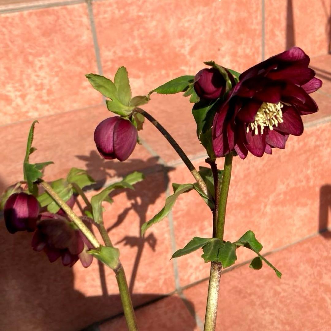 クリスマスローズ開花株 加藤農園　キラメキ⭐︎レッド