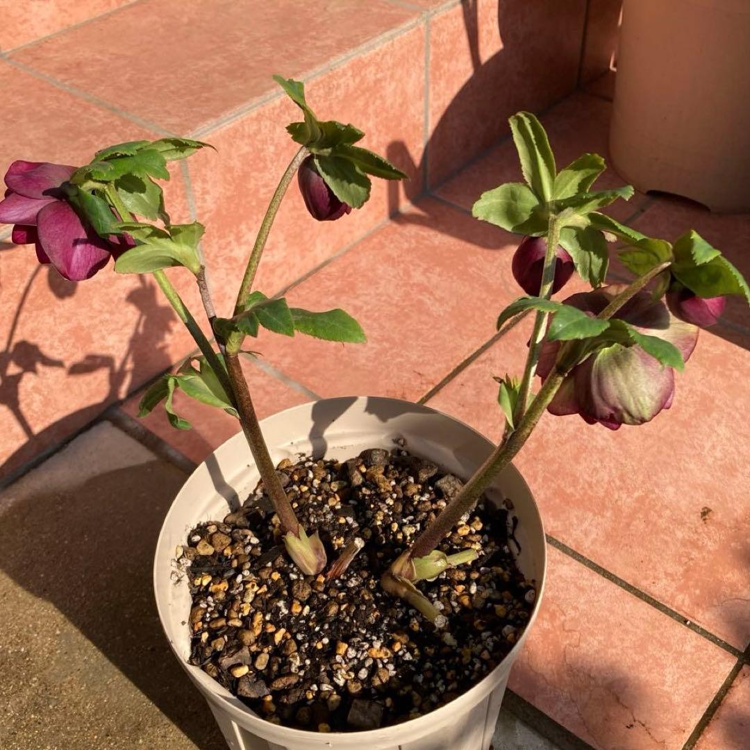 クリスマスローズ開花株 加藤農園　キラメキ⭐︎レッド