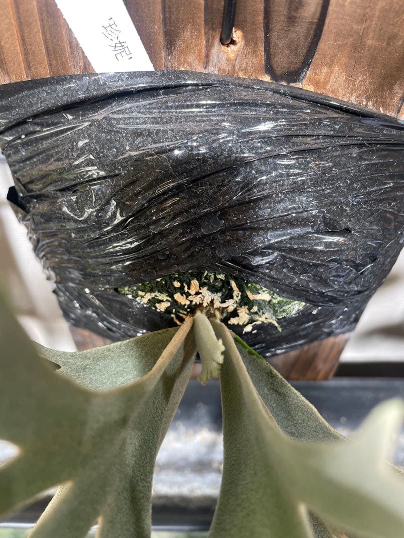 ビカクシダ jenny tc