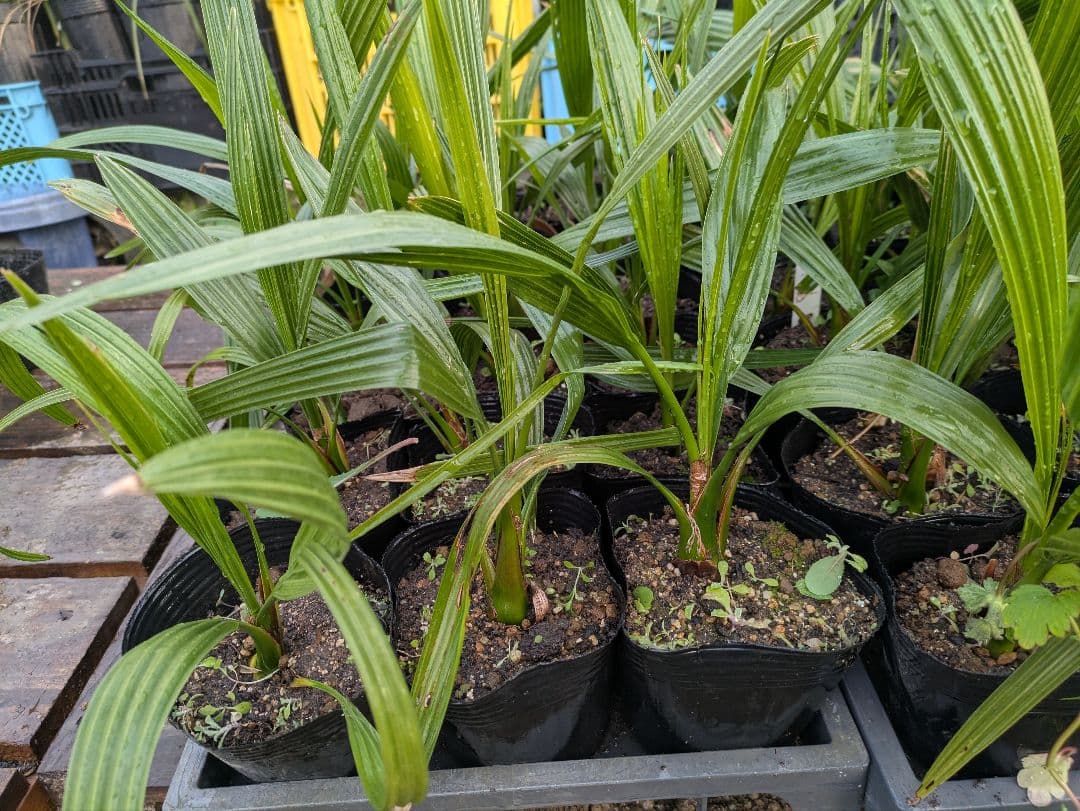 なるべく元気なのだけ選びました。カナリーヤシ50株