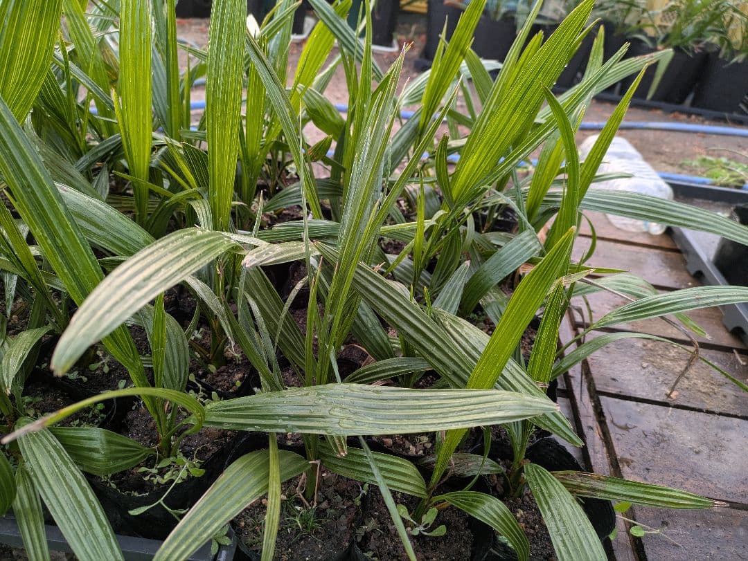 なるべく元気なのだけ選びました。カナリーヤシ50株