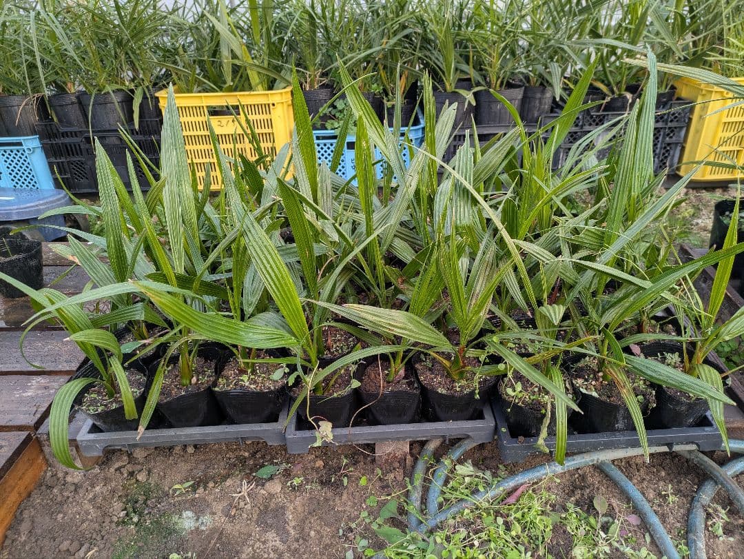 なるべく元気なのだけ選びました。カナリーヤシ50株