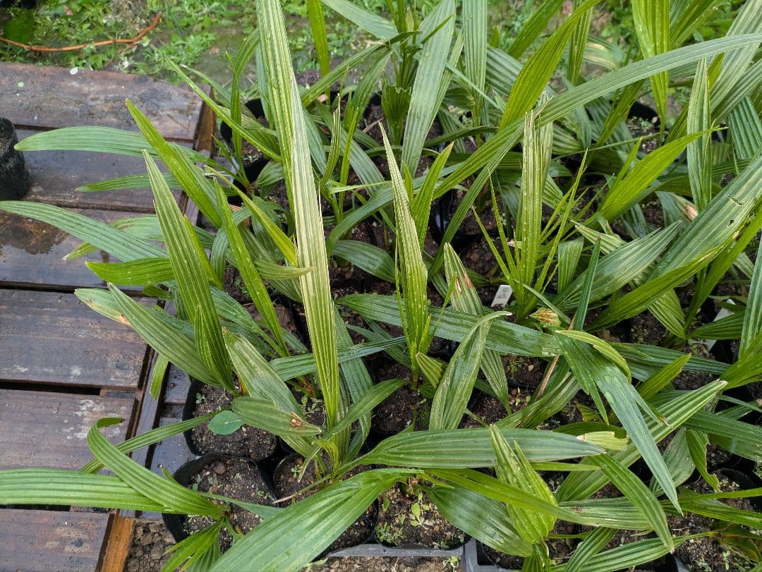 なるべく元気なのだけ選びました。カナリーヤシ50株