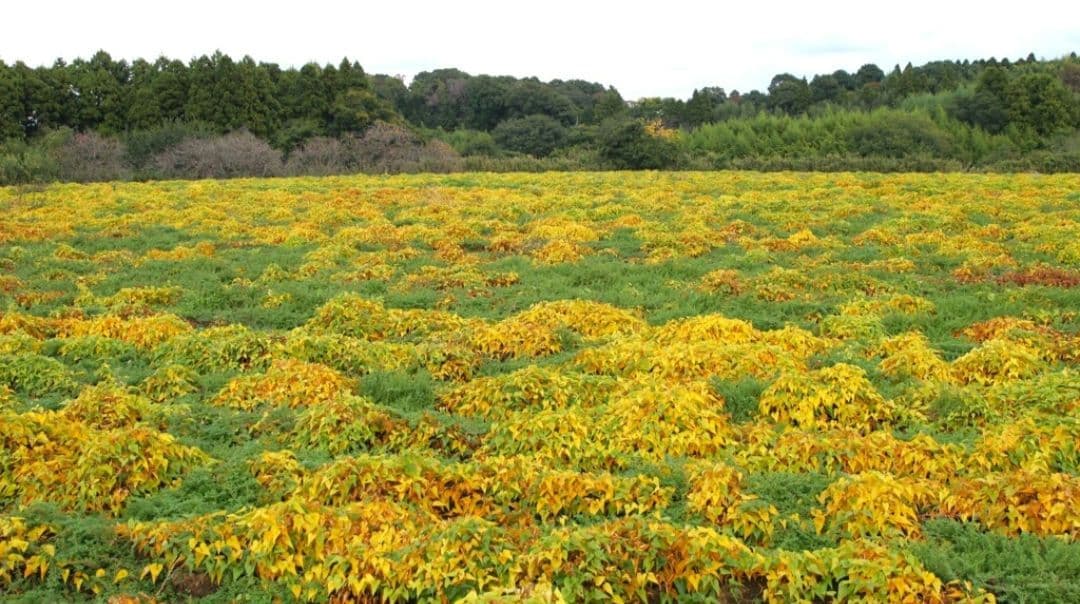 まる⋆͛☽.゜様　CANON　EOS 20D 一眼レフ⚡️キャノン⚡️初心者⚡️