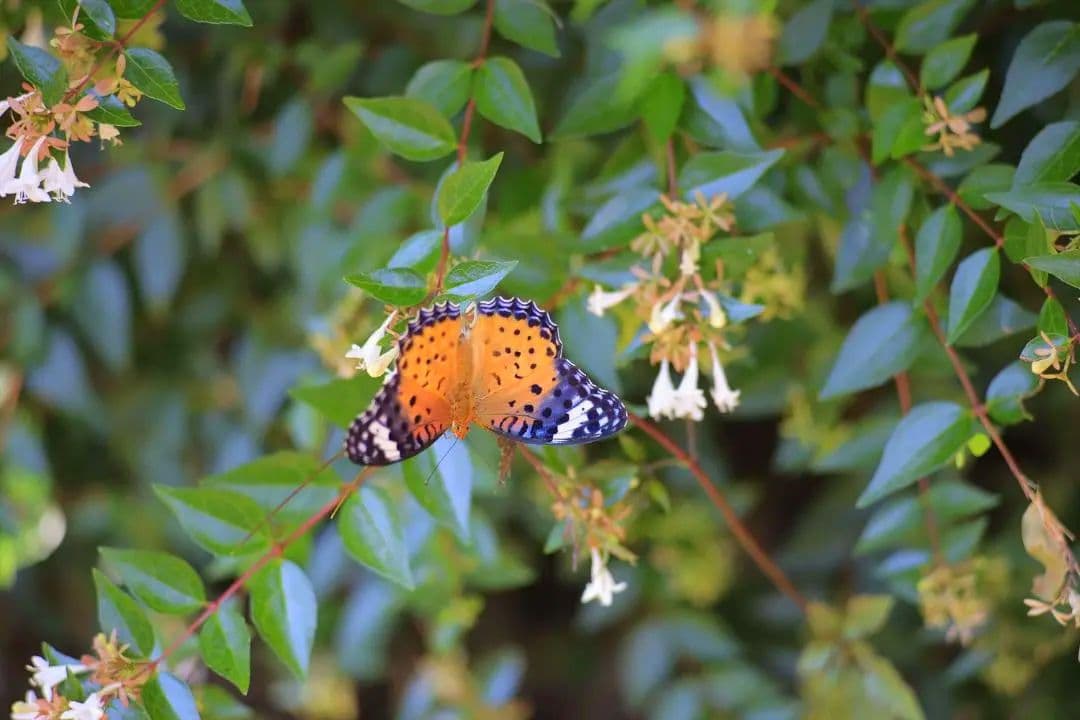 レンズ(単焦点) Nikon Lens Series E 100mm F2.8