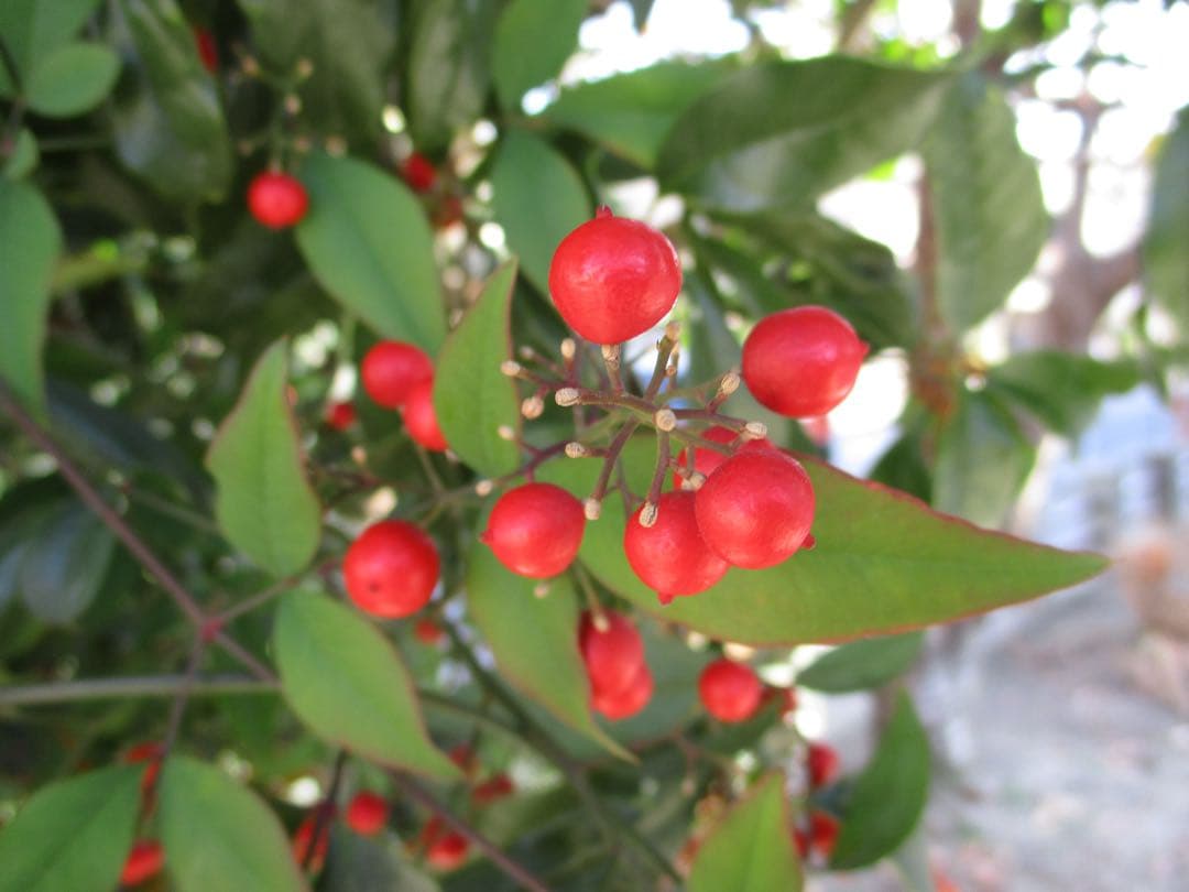 【美品✨】Canon IXY 160 コンデジ CCDセンサー 動作品