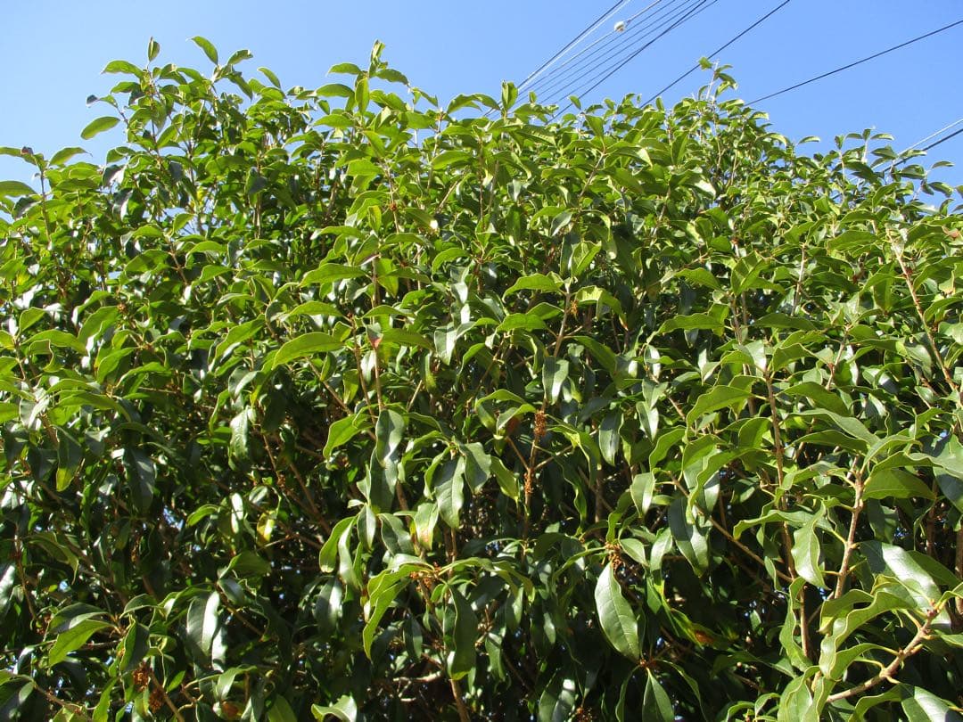 【美品✨】Canon IXY 160 コンデジ CCDセンサー 動作品